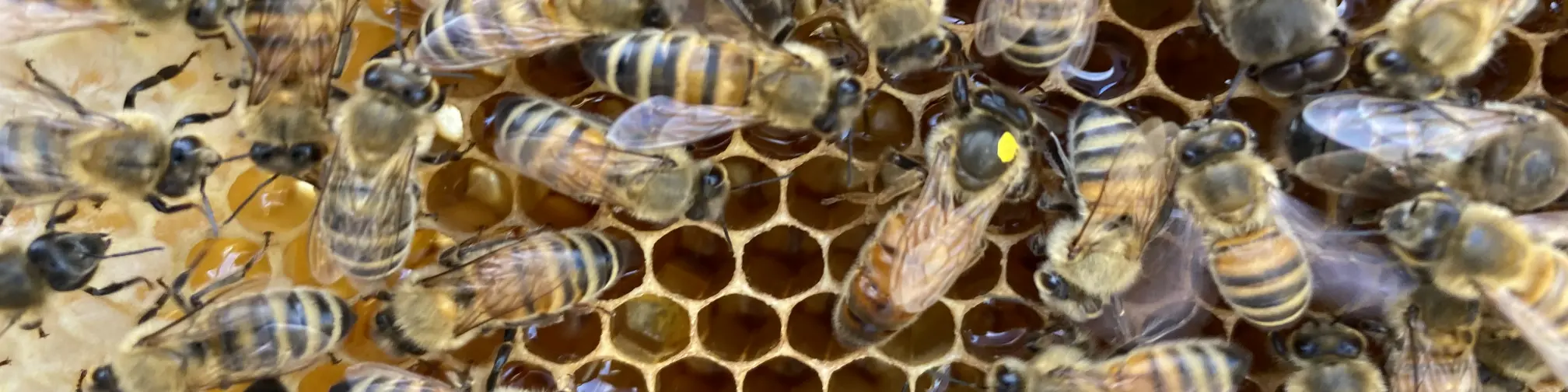 Bavington Bees Honey Bees